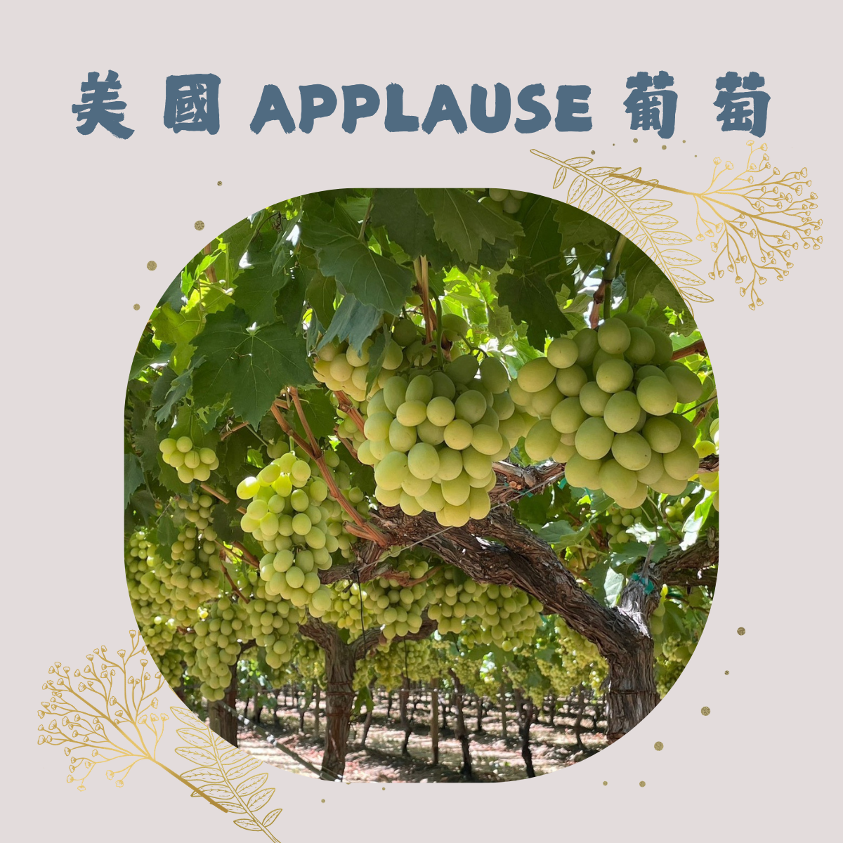 💚美國 Applause葡萄！