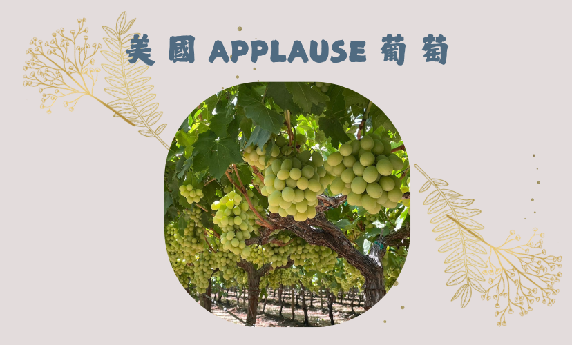 💚美國 Applause葡萄！